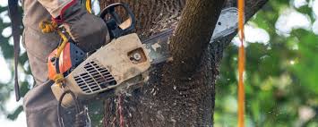 Best Tree Removal  in Arta, CA