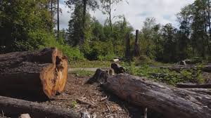 Best Tree Health Inspection  in Arta, CA