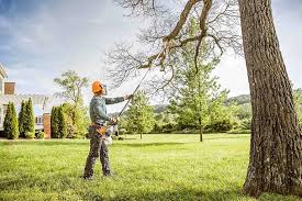 Reliable Arcata, CA Tree Care Solutions