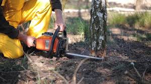 Best Stump Grinding and Removal  in Arta, CA