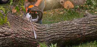 How Our Tree Care Process Works  in  Arcata, CA