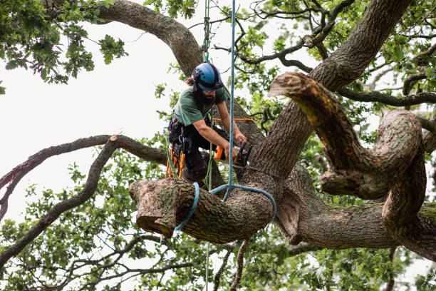 Arcata, CA Tree Care Company