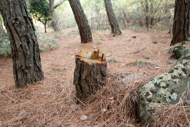 Best Tree Maintenance Programs  in Arta, CA