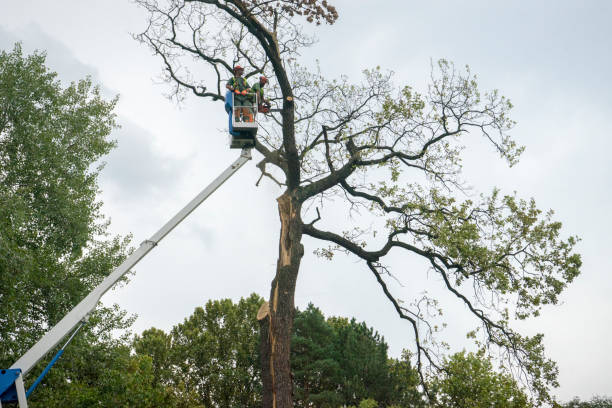 Best Tree Disease Treatment  in Arta, CA