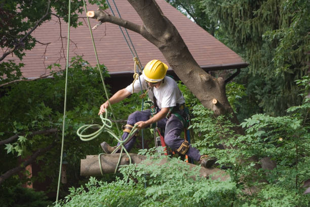 Best Hazardous Tree Removal  in Arta, CA