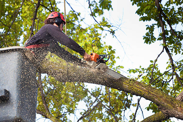 Best Arborist Consultation Services  in Arta, CA