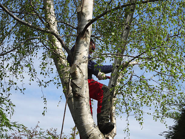 Best Storm Damage Tree Cleanup  in Arta, CA