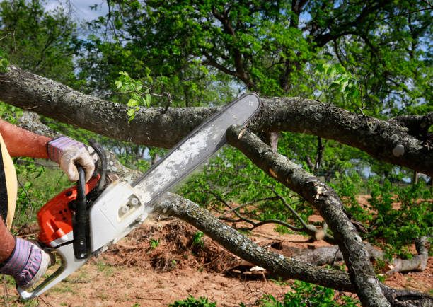Best Tree Removal  in Arta, CA