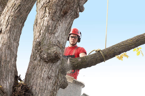 Pest Control for Lawns in Arcata, CA